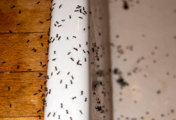 Best Exterminator Services  in Perry, KS
