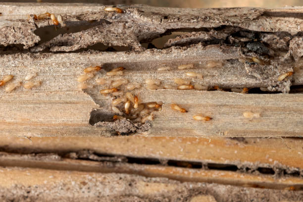 Best Pest Inspection Near Me  in Perry, KS